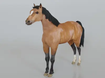 Horse for Riders 3D model