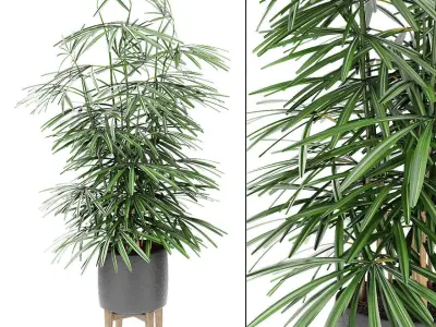 Plant in Pot Flowerpot Exotic Plant 3D model 7