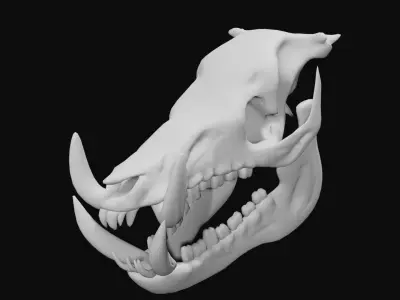 Boar Skull Low-poly 3D model