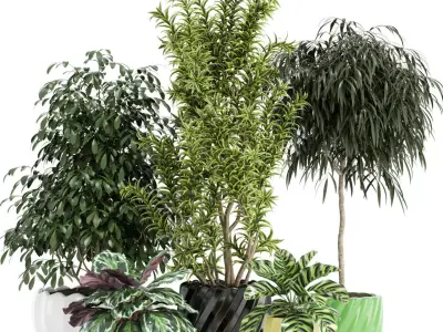 Plants collection 111 3D model