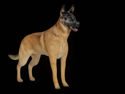 Belgian Shepherd Dog  Low-poly 3D model