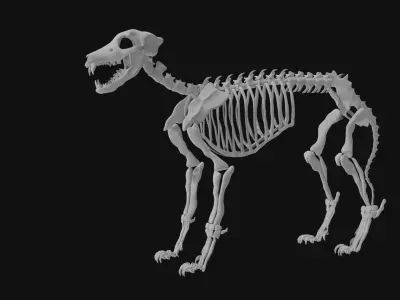Wolf skeleton 3D model purchase