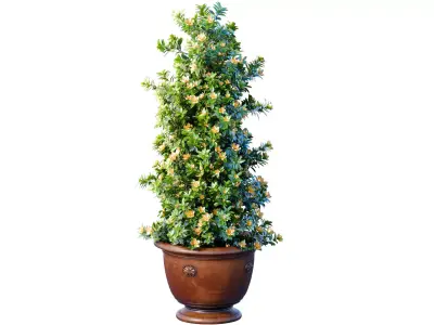 Decorative Magnolia tree in a classic garden pot vase  3D model