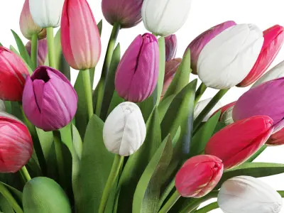 Flower Set 21 - Pink and White Tulips Bouquet 3D model