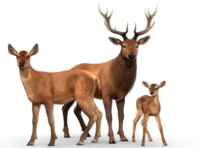 Red Deer Family Low-poly 3D model