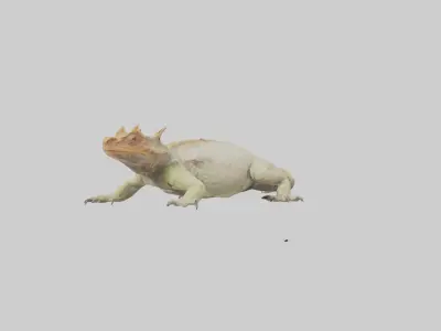 Horned Lizard basking model Low-poly 3D model