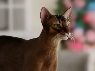 Cat Abyssinian 3D model