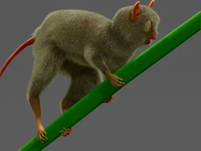 Philippine tarsier 3D model