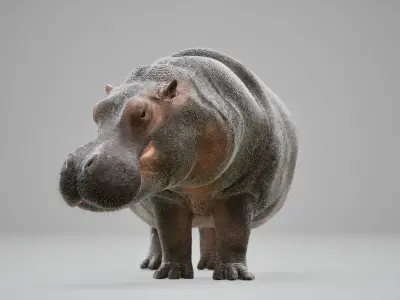 Hippopotamus Rig UNREAL project  Maya base rig 3D model