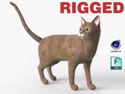Abyssinian Cat Rigged for Cinema 4D FBX 3D Model Low-poly 3D model