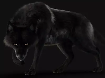 Black Timber Wolf Xgen Rigged 3D model