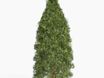 Garden thuja Free 3D model