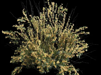 New Plant High detail Cytisus scoparius Small 3D model
