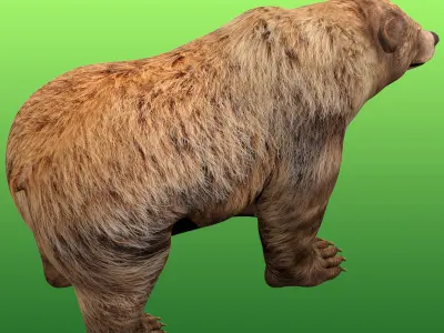 Grizzly Bear Rig 3D model
