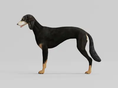 Saluki Dog Breed 3D model