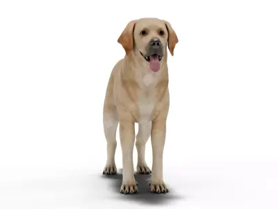 Labrador Retriever Low-poly 3D model