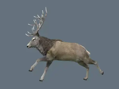 Deer Rig Low-poly 3D model