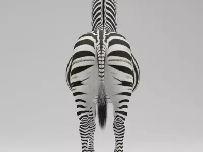 A Majestic Zebra 3D model