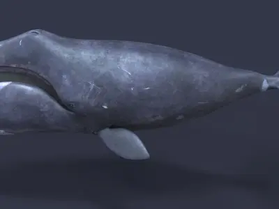 Bowhead whale 3D model