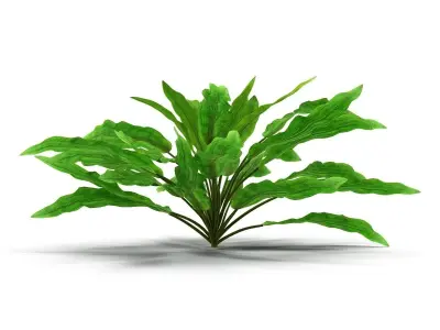 Criptocorine plant 3D model