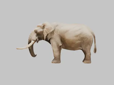 Realistic 3D Elephant Model - High Quality Animal Sculpture Low-poly 3D model