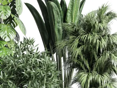 indoor plant ficus rubbery monstera palm binnendijkii concrete 3D model