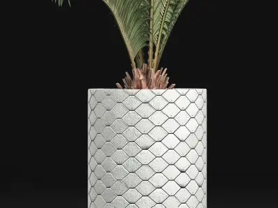 Plants Collection 154 Palm 3D model