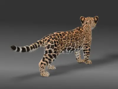 Jaguar Baby - Panthera Onca Animated 3D model