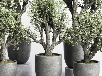 Collection outdoor plant 88 pot old olive tree concrete old vase 3D model