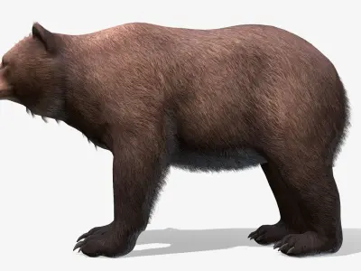 BEAR - FEMALE Low-poly 3D model
