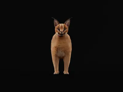 Caracal Wild Cat Low-poly 3D model