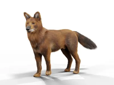 Indian Wild Dog Rigged 3D Model Low-poly 3D model