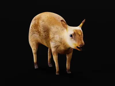 Young Chinese Muntjac Deer 3D model