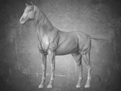 Horse - D14 3D model
