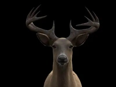White Tailed Deer - Odocoileus Virginianus 3D model