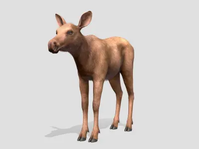 Moose - Calf Low-poly 3D model