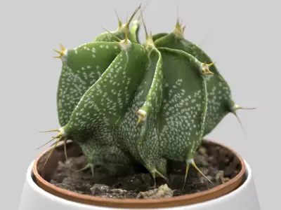 Cactus Decorative Vase 3D model