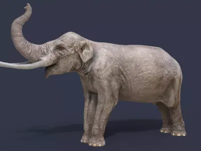 Sinomastodon hanjiangensis 3D model