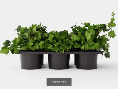 Collection of Hedera Helix Houseplant - 3 Models