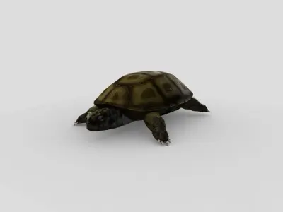 Swamp Turtle Low-poly 3D model