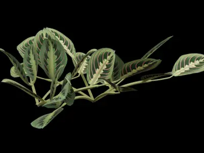 Maranta Prayer Plant Low-poly 3D model