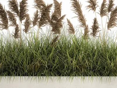 Pampas grass for landscaping 1069 3D model
