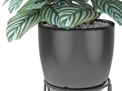 Plant in Pot Flowerpot Exotic Plant 3D model order