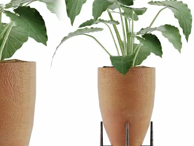 Plants Collection 50 3D model
