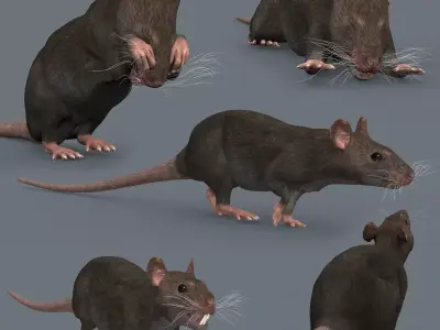 Top Rat - 8k - 3d animated mouse 3D model