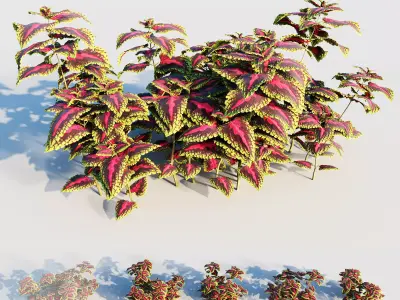 coleus plant-2 3D model