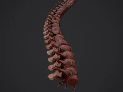 Bloody Spine Low-poly 3D model