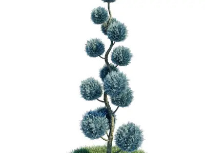 Cypress - Cupressus Arizonica Spiral Pom Pom 3D model