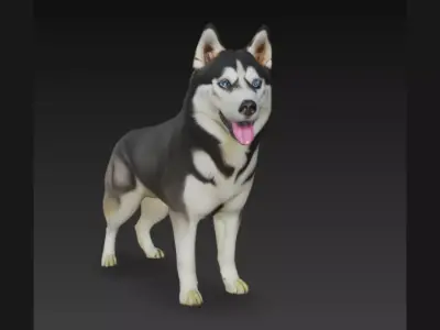 Siberian Husky Dog 3D Model 3D model