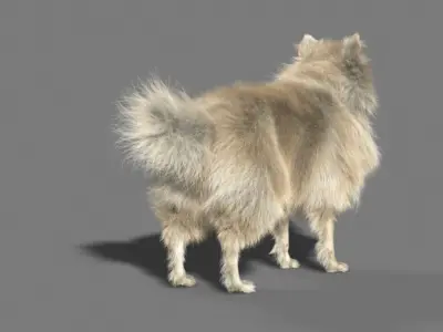 Pomeranian dog 3D model